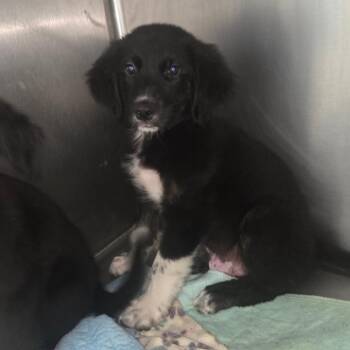 Rocco -  Great Pyrenees Dog for Adoption in Starkville, Mississippi - Rocco | PetCurious