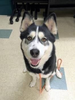 Rescue Husky Dogs for Adoption in Stratford, Connecticut - Sanza | PetCurious