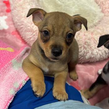 MOWGLI -  Australian Shepherd and Chihuahua Dog for Adoption in West Palm Beach, Florida - MOWGLI | PetCurious