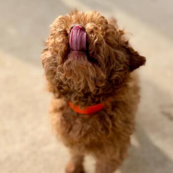 Miniature Poodle Dogs Available for Adoption in Peyton, Colorado - Chase (F26-05) | PetCurious