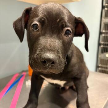 Mixed Breed Dogs Available for Adoption - Gemini | PetCurious