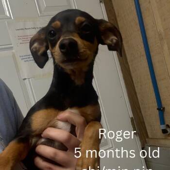 Roger -  Chihuahua Dog for Adoption in New York, New York - Roger | PetCurious