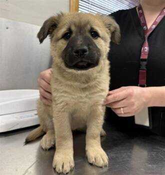 WENDY -  Labrador Retriever and Husky Dog for Adoption in Fairbanks, Alaska - WENDY | PetCurious