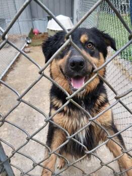German Shepherd Dog Dogs Available for Adoption in Princeton, Indiana - Reesee | PetCurious