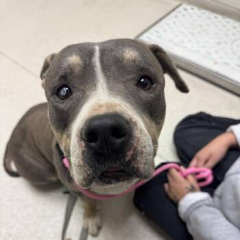 Tiny -  Mixed Breed Dog for Adoption in Murray, Utah - Tiny | PetCurious