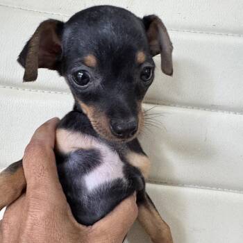 Chihuahua and Dachshund Dogs Available for Adoption in Venice, Florida - Chiweenie 2/Lulu | PetCurious