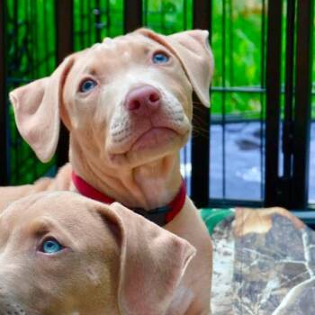Keanu -  Weimaraner and Mixed Breed Dog for Adoption in Clinton, Wisconsin - Keanu | PetCurious