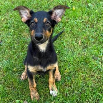 Lumi -  German Shepherd Dog and Australian Shepherd Dog for Adoption in Hilton, New York - Lumi | PetCurious