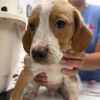 Male 7470 -  Beagle Dog for Adoption in Fairfax Station, Virginia - Male 7470 | PetCurious