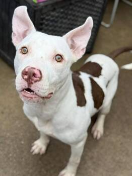 Joon -  Pit Bull Terrier Dog for Adoption in Chicago, Illinois - Joon | PetCurious