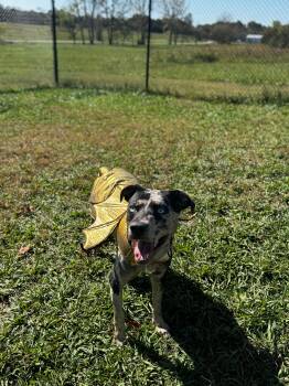 Rescue Catahoula Leopard Dog Dogs for Adoption in Lebanon, Tennessee - Cookie | PetCurious