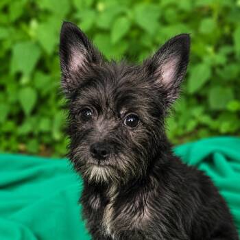 Aston Martin -  Miniature Schnauzer and French Bulldog Dog for Adoption in Brookeville, Maryland - Aston Martin | PetCurious