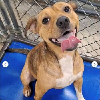 Boxer Dogs Available for Adoption - Ruby | PetCurious