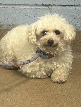Triza - ADOPTED! -  Mixed Breed Dog for Adoption in Chamblee, Georgia - Triza - ADOPTED! | PetCurious