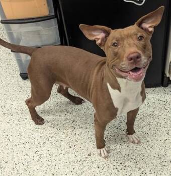Rosella -  Mixed Breed Dog for Adoption in Atlanta, Georgia - Rosella | PetCurious