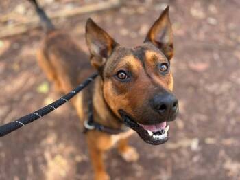 German Shepherd Dog and Mixed Breed Dogs Available for Adoption in Charlotte, North Carolina - YOGI | PetCurious
