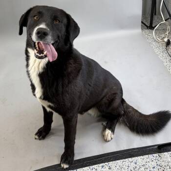QT -  Mixed Breed Dog for Adoption in Hughesville, Maryland - QT | PetCurious