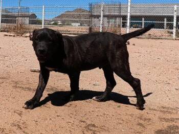 Pork Chop -  Mastiff Dog for Adoption in San Tan Valley, Arizona - Pork Chop | PetCurious
