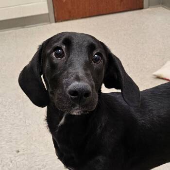 Rescue Labrador Retriever and Treeing Walker Coonhound Dogs for Adoption in Chatham, Virginia - Bridget | PetCurious