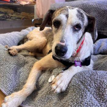 Honeycrisp 14165 -  Hound Dog for Adoption in San Francisco, California - Honeycrisp 14165 | PetCurious