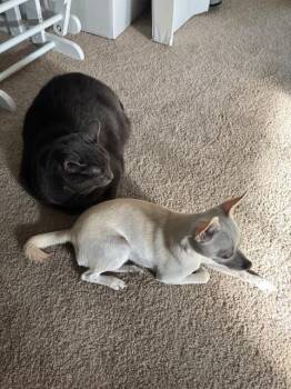 Chihuahua Dogs Available for Adoption - Kai | PetCurious