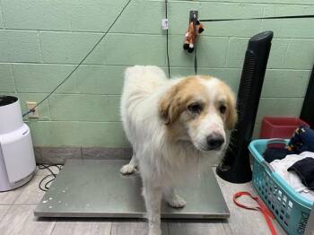 GERARD -  Great Pyrenees and Mixed Breed Dog for Adoption in Grand Prairie, Texas - GERARD | PetCurious