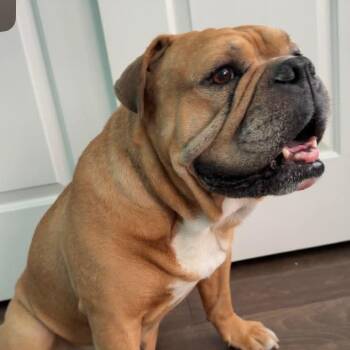 Apollo -  English Bulldog Dog for Adoption in Las Vegas, Nevada - Apollo | PetCurious