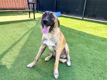 CAMO -  German Shepherd Dog Dog for Adoption in Tustin, California - CAMO | PetCurious