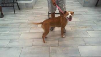 A1267661 -  Mixed Breed Dog for Adoption in Charlotte, North Carolina - A1267661 | PetCurious
