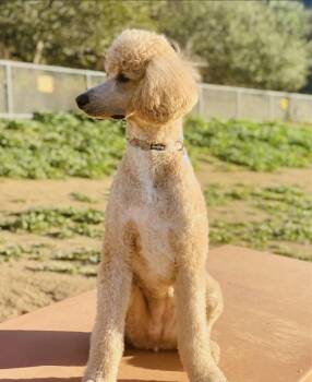 Standard Poodle Dogs Available for Adoption - Brigitte | PetCurious