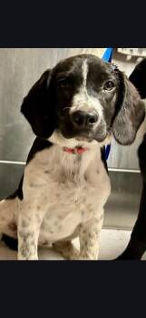 Beagle Dogs Available for Adoption in Morgantown, Kentucky - Thunder | PetCurious