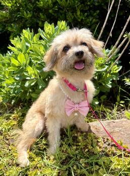 Miniature Poodle and Chihuahua Dogs Available for Adoption in Pittsboro, North Carolina - Maisie | PetCurious