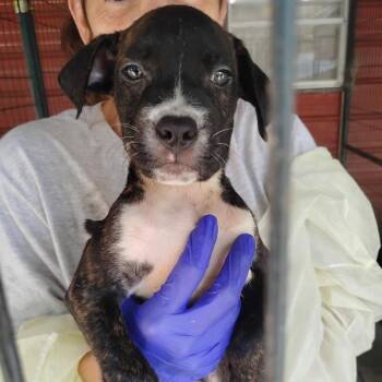 Saga -  Pit Bull Terrier and Mixed Breed Dog for Adoption in Dover, Arkansas - Saga | PetCurious