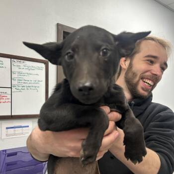 Rescue Australian Kelpie Dogs for Adoption in Durango, Colorado - Jolly Rancher | PetCurious