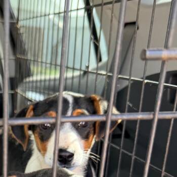 Australian Cattle Dog Blue Heeler and Beagle Dogs Available for Adoption in Tomah, Wisconsin - Delilah | PetCurious