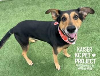 Kaiser -  Doberman Pinscher and German Shepherd Dog Dog for Adoption in Kansas City, Missouri - Kaiser | PetCurious