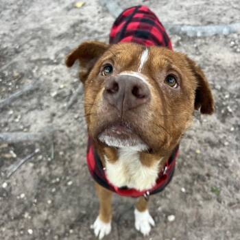 Mixed Breed Dogs Available for Adoption in Klein, Texas - Oso | PetCurious