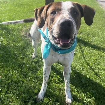Fog Horn -  Mixed Breed Dog for Adoption in Canal Winchester, Ohio - Fog Horn | PetCurious