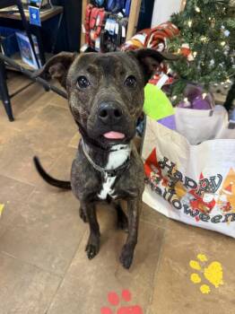 Pit Bull Terrier Dogs Available for Adoption - Molly (Pleasant) | PetCurious