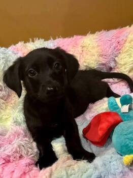 Cocker Spaniel and Dachshund Dogs Available for Adoption - Trix | PetCurious