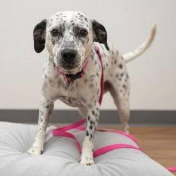 Perdita -  Dalmatian and Mixed Breed Dog for Adoption in Buffalo, Minnesota - Perdita | PetCurious