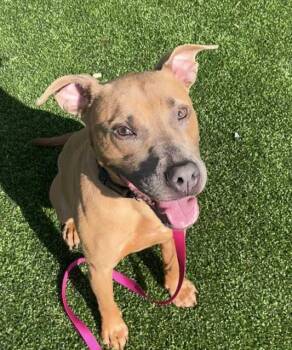 TWINKLE -  Mixed Breed Dog for Adoption in Jacksonville, Florida - TWINKLE | PetCurious