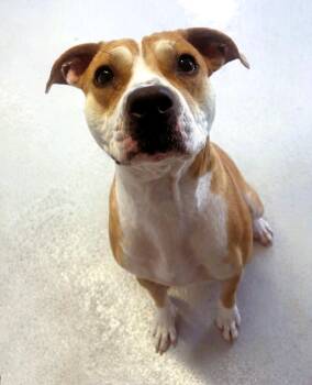 Lady Lou -  Pit Bull Terrier Dog for Adoption in Framingham, Massachusetts - Lady Lou | PetCurious