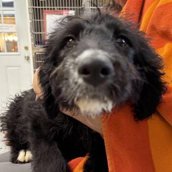 Scooby Pup: Daphne -  Mixed Breed Dog for Adoption in Falls Church, Virginia - Scooby Pup: Daphne | PetCurious