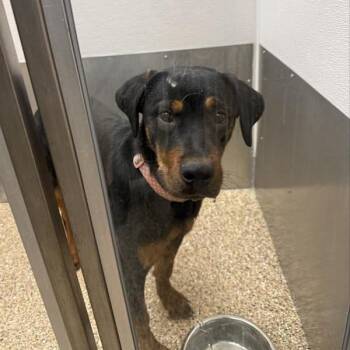 Rottweiler and Mixed Breed Dogs Available for Adoption - Rowan | PetCurious