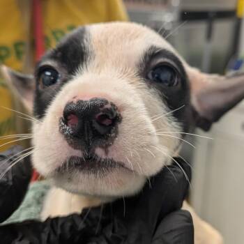 Rhiannon -  Terrier and Mixed Breed Dog for Adoption in Abilene, Texas - Rhiannon | PetCurious