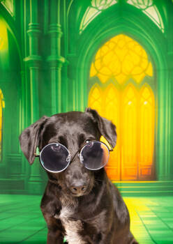 Rescue Border Collie and Mixed Breed Dogs for Adoption in Fort Worth, Texas - Eevee | PetCurious