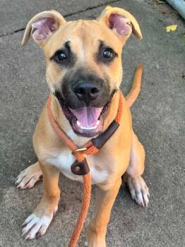Cuttlefish -  Pit Bull Terrier Dog for Adoption in Chicago, Illinois - Cuttlefish | PetCurious