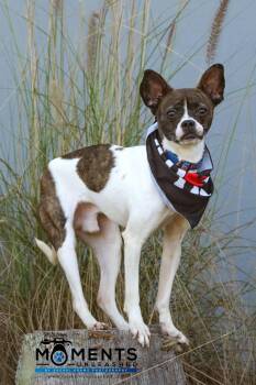 Rescue Boston Terrier and Rat Terrier Dogs for Adoption - Fallon | PetCurious