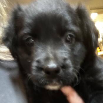 Burnt (Lucy) -  Mixed Breed Dog for Adoption in Gadsden, Alabama - Burnt (Lucy) | PetCurious